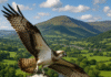 Ospreys return to Usk valley – A Symbol of Conservation Success in Mid-Wales ai enhanced image of osprey